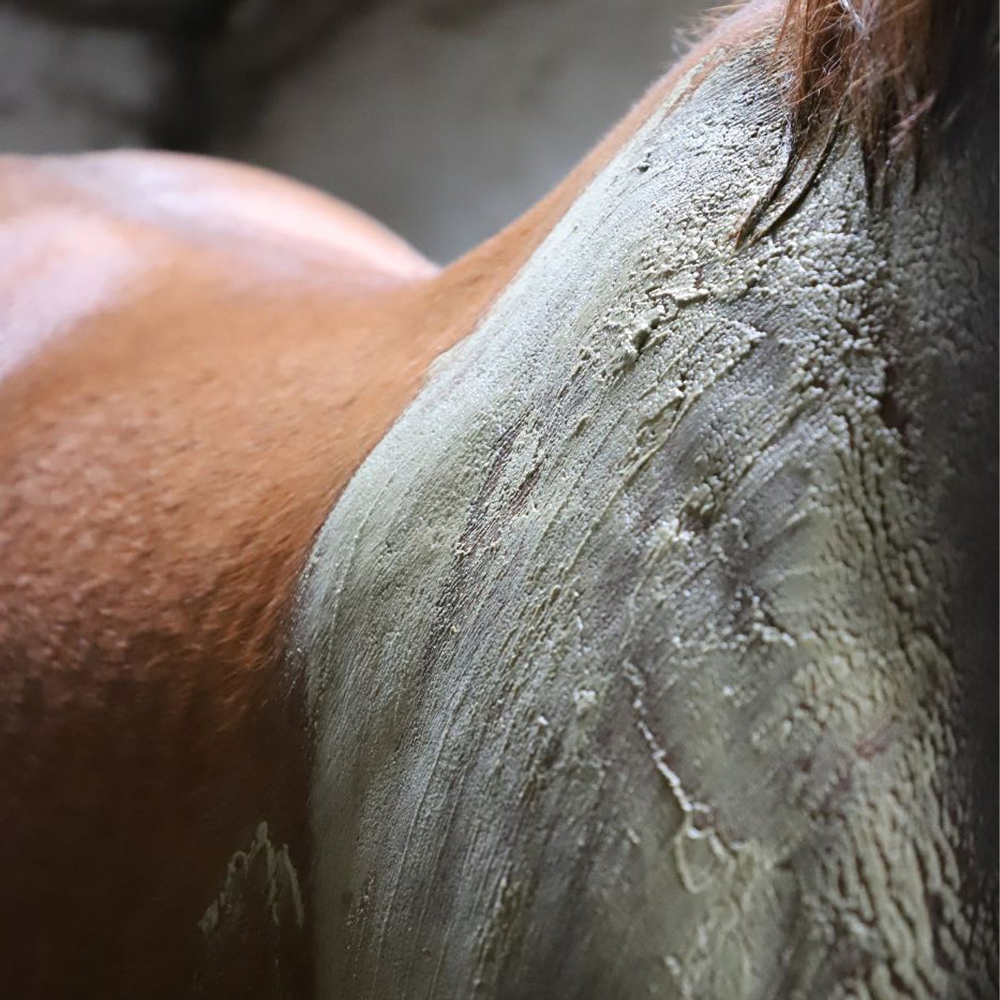 Algues Intenses Cavasso – Soin Reminéralisant Cheval Muscles & Articulations