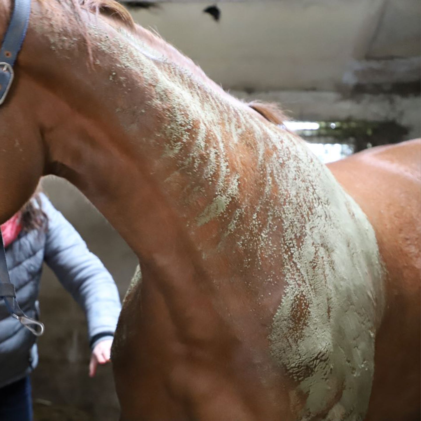 Algues Intenses Cavasso – Soin Reminéralisant Cheval Muscles & Articulations