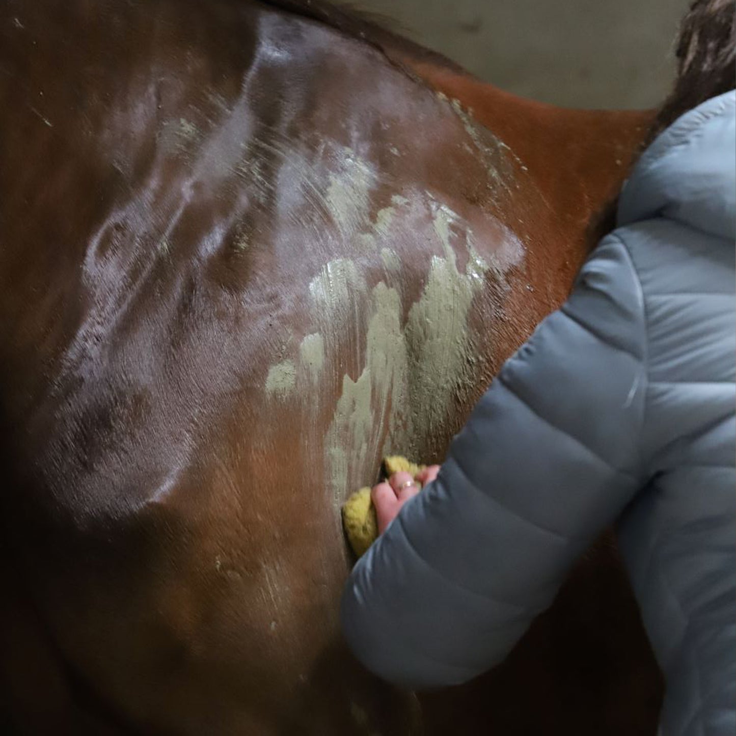 Algues Intenses Cavasso – Soin Reminéralisant Cheval Muscles & Articulations
