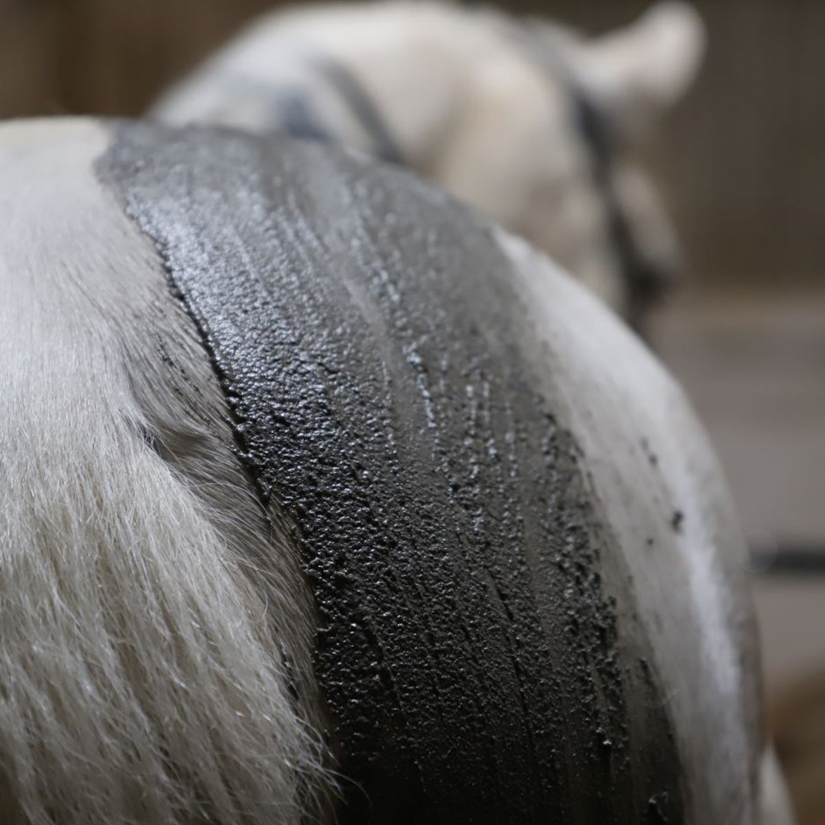 Boue Autochauffante Cavasso – Soin Détox et Récupération Cheval