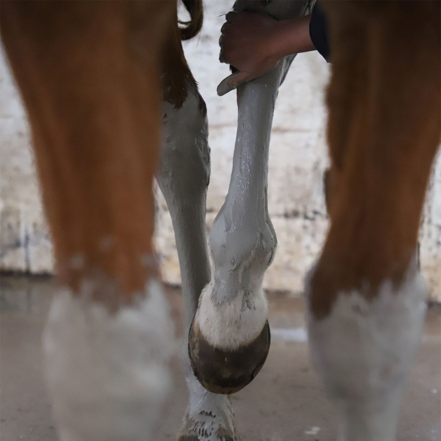 Boue Marine Cavasso – Soin Articulations & Confort Cheval
