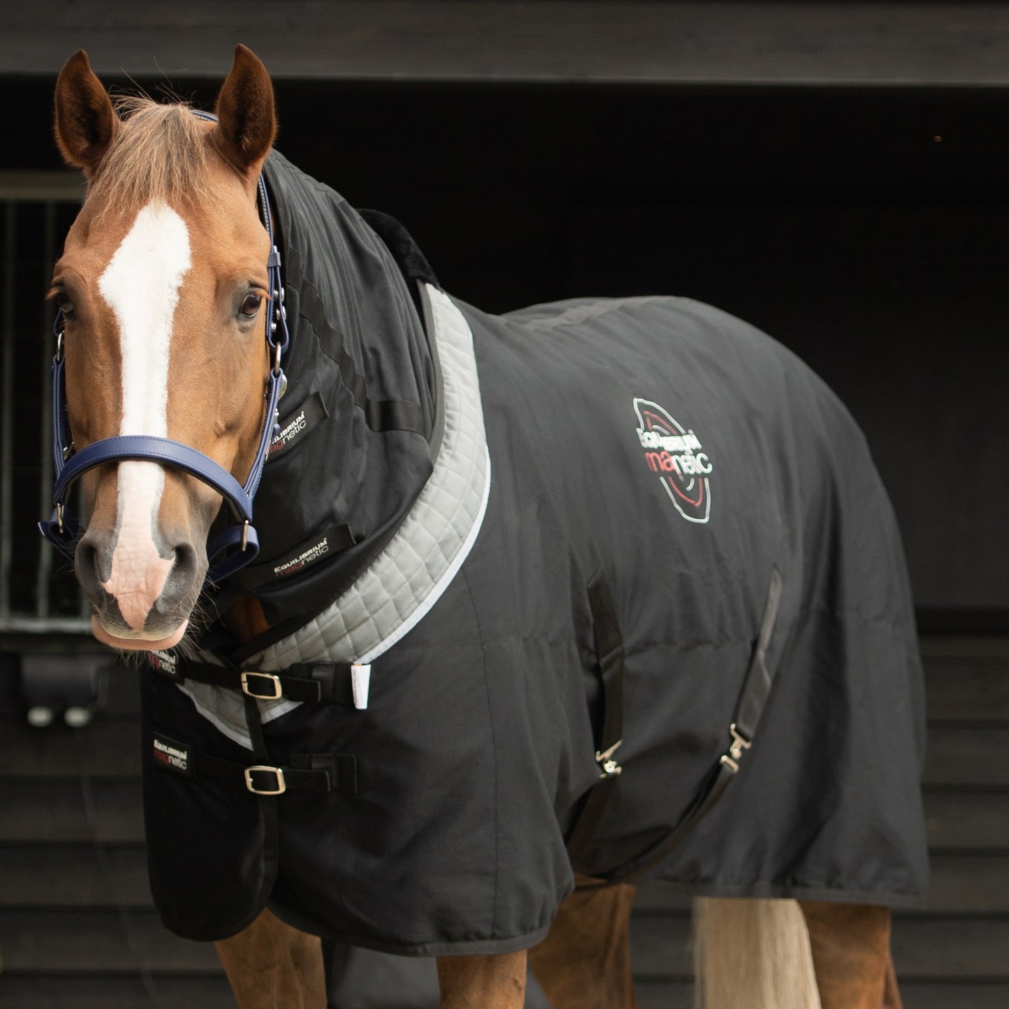 Couverture Magnétique - Soutien articulaire et mobilité cheval | Equilibrium