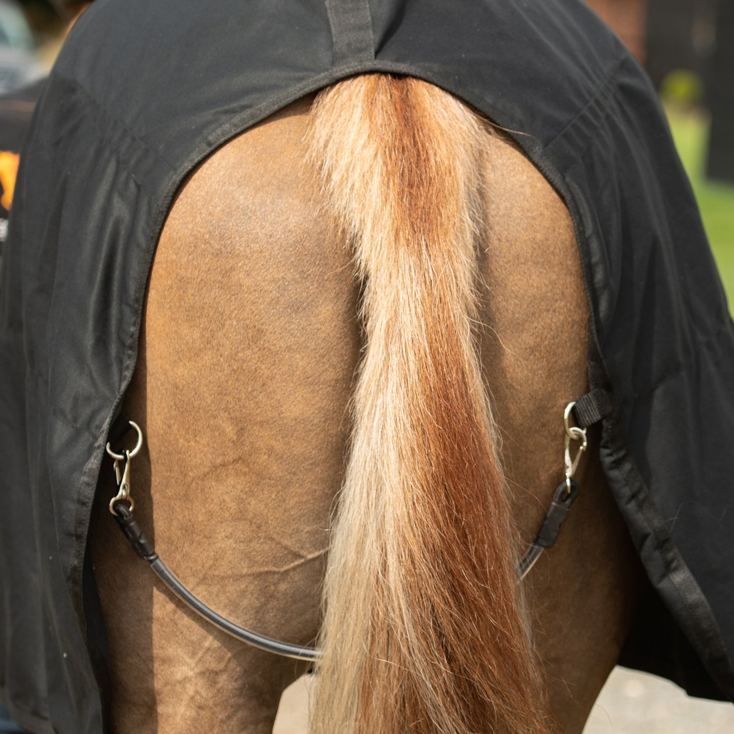 Couverture Magnétique - Soutien articulaire et mobilité cheval | Equilibrium