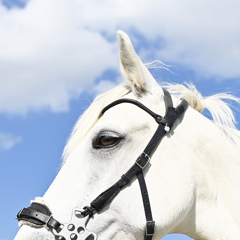 Bridon Évolution sans branches pour hackamore – Cuir classique IHWT