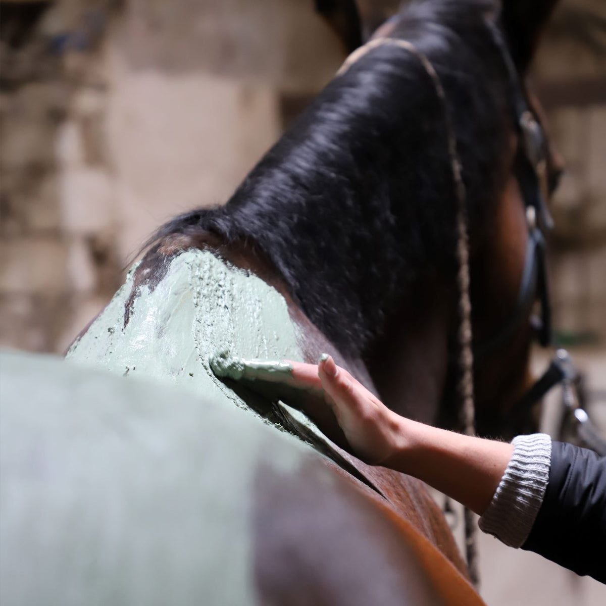Enveloppement Chaud aux Algues – Soin Détox Cheval Reminéralisant