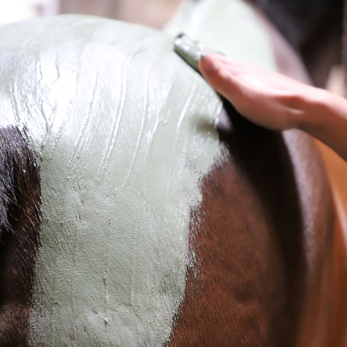 Enveloppement Chaud aux Algues – Soin Détox Cheval Reminéralisant