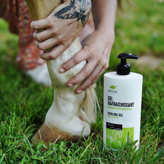 Gel rafraîchissant cheval – Ekinat | Récupération & tendons