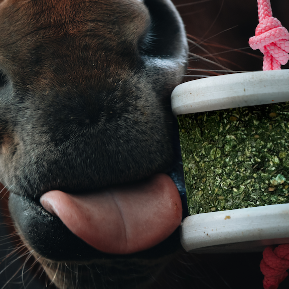 Happy Wild Salts Sel de Guérande – Happy Crackers – Jouet Friandise Minérale Cheval