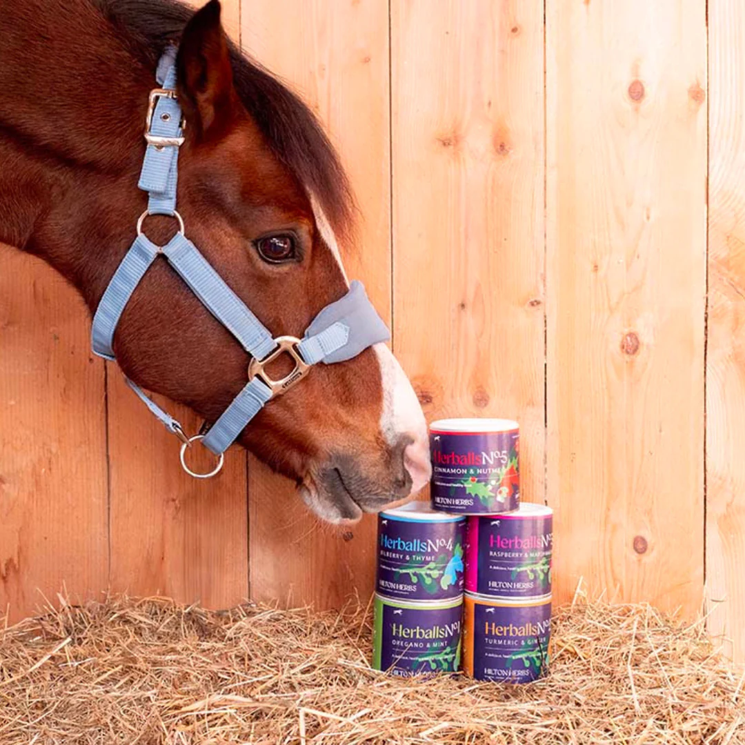 Herballs N°1 Menthe & Origan – Friandises naturelles chevaux - Hilton Herbs