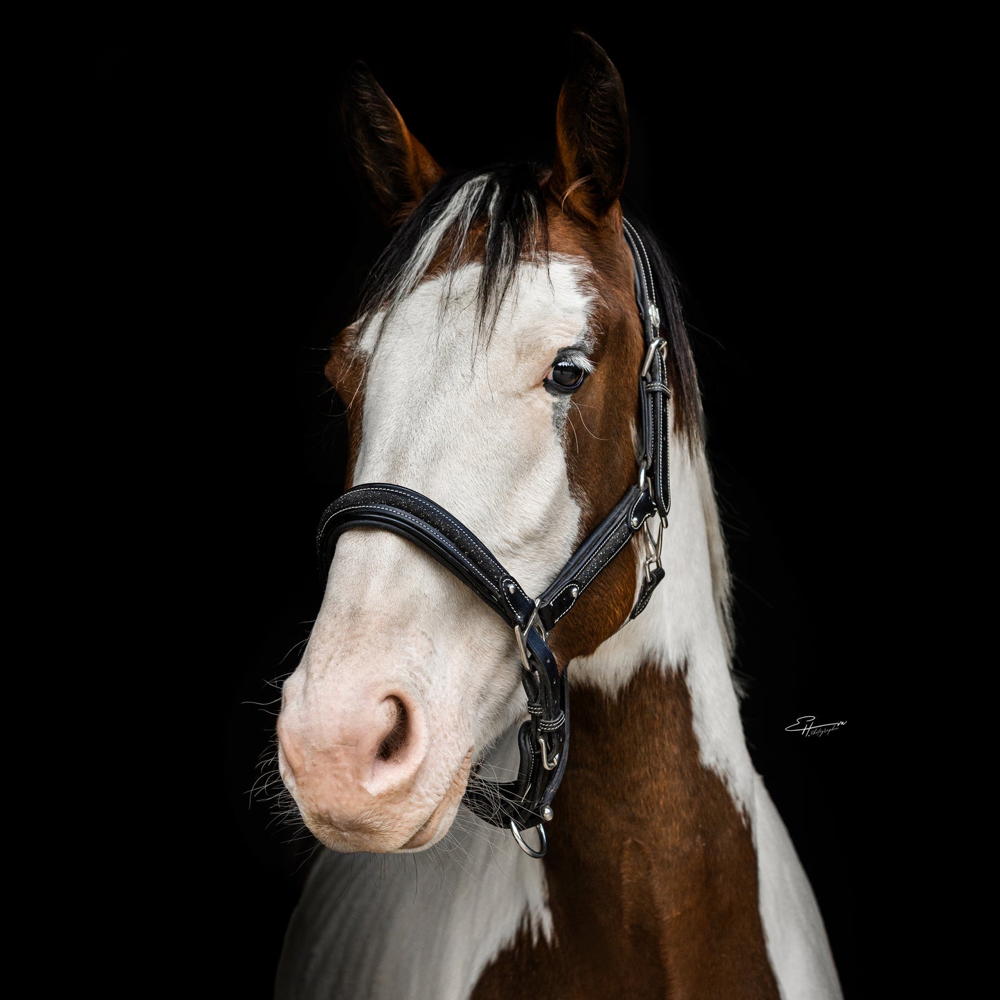Licol cuir Epona - Olympea