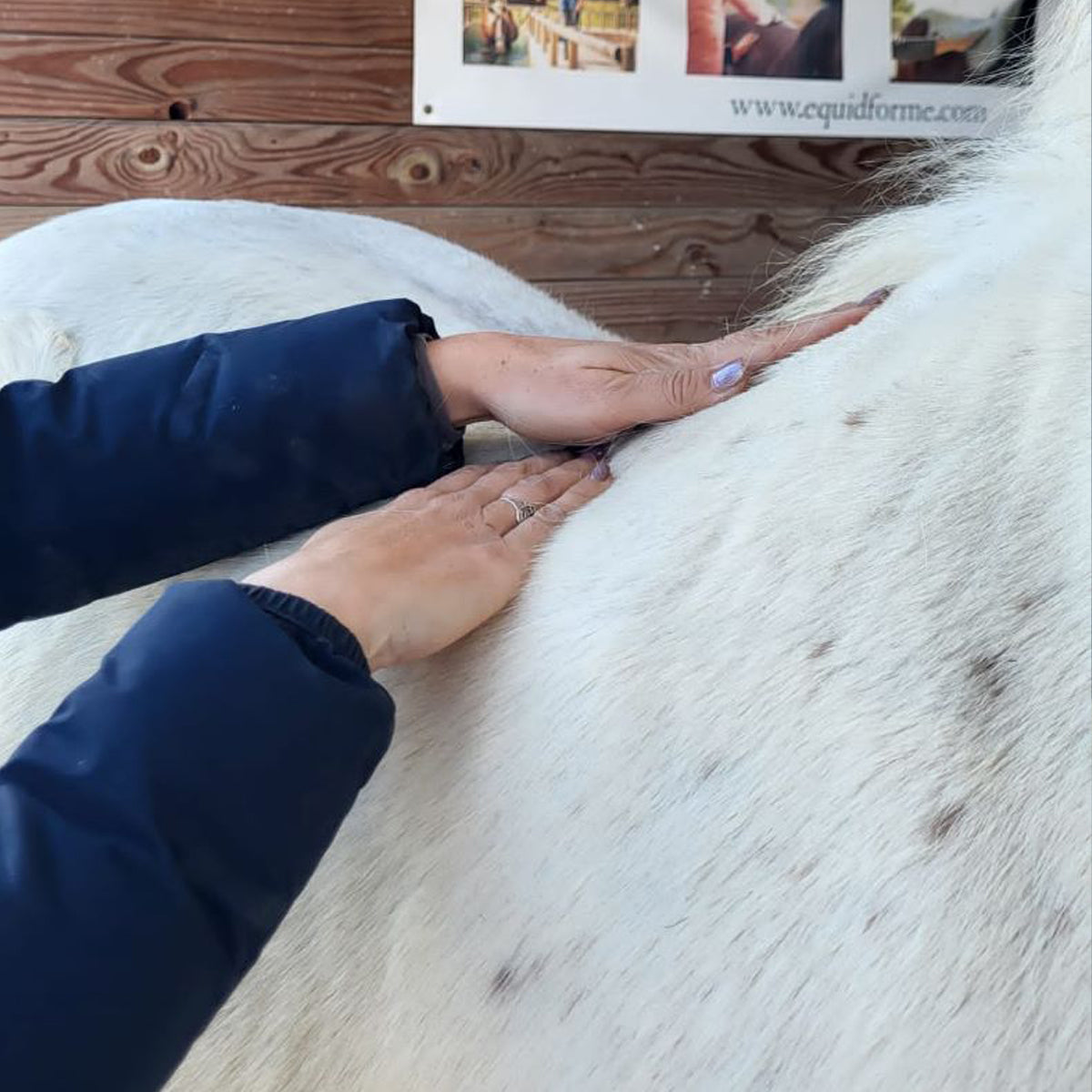 Lotion Chauffante Cavasso – Prépare et Détend les Muscles du Cheval