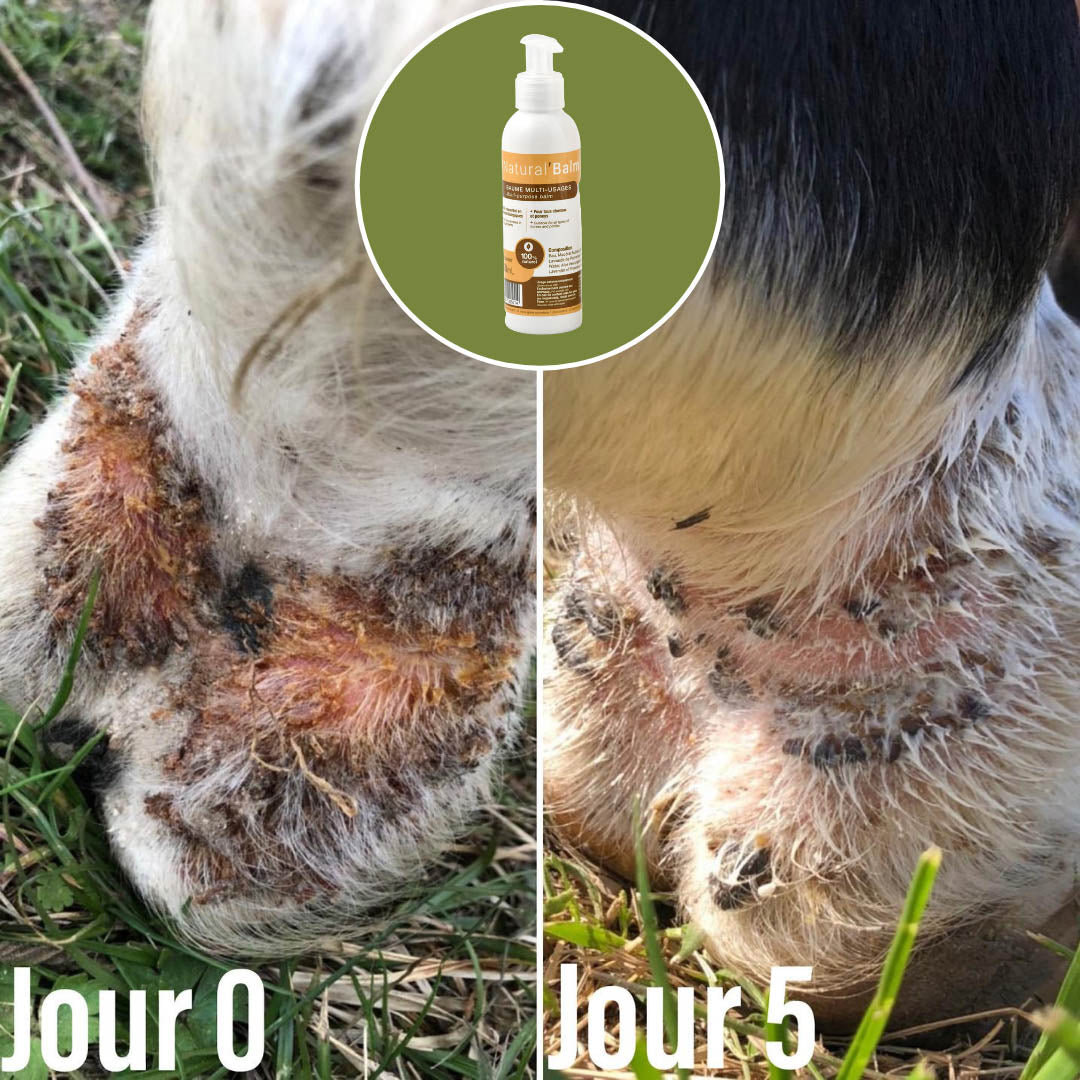 Natural’Balm Natural Innov – Baume Cicatrisant Naturel pour Chevaux et Chiens
