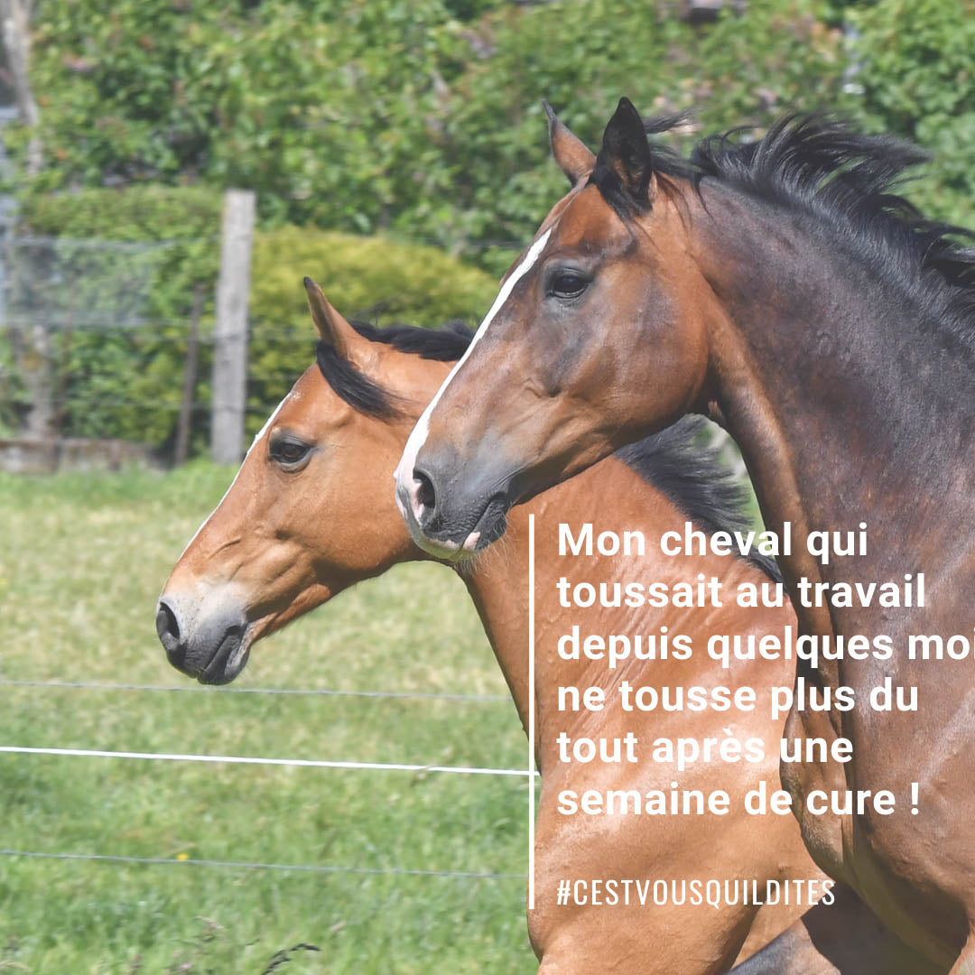 Natural'Breath Natural Innov – Complément Respiratoire Naturel pour Chevaux