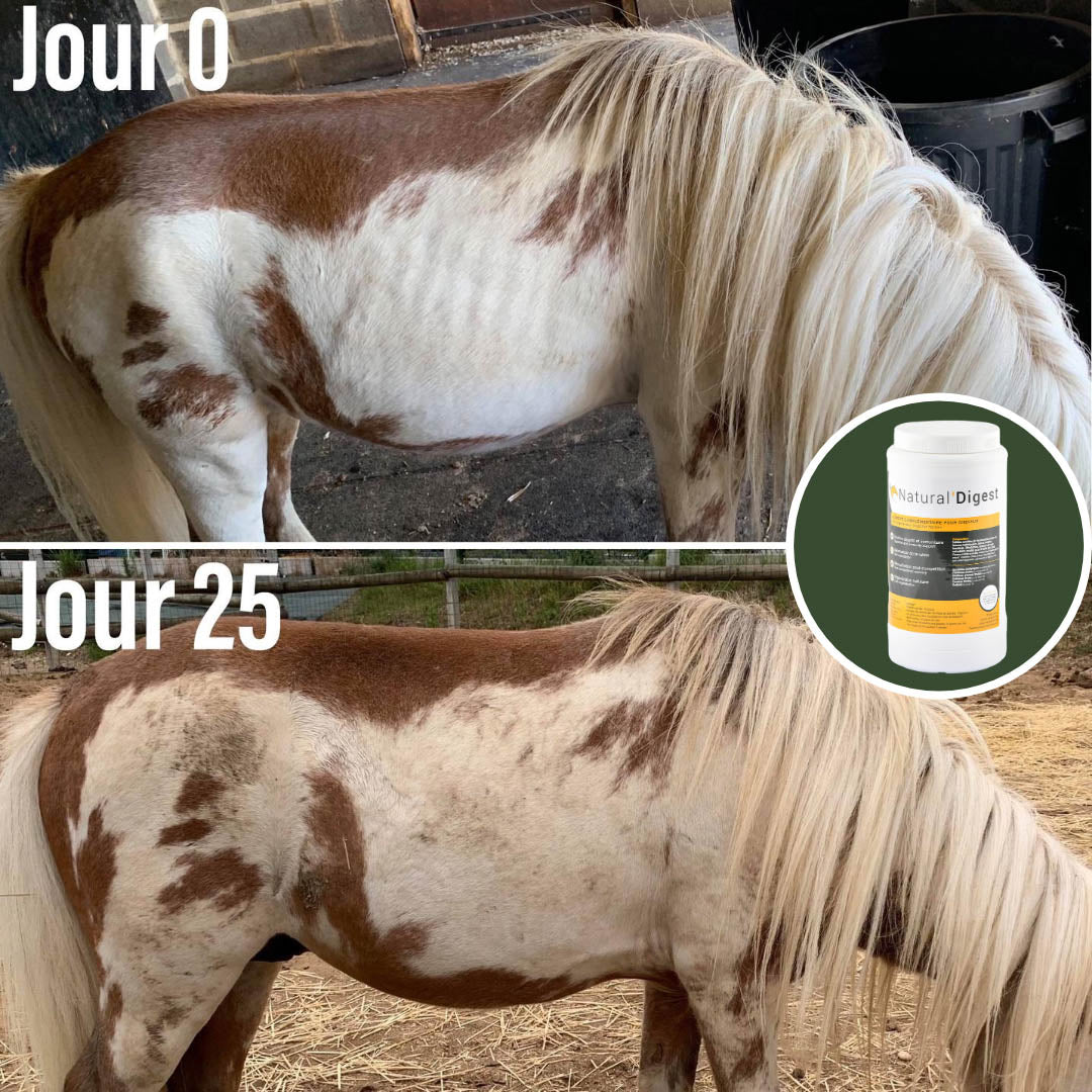 Natural’Digest Natural Innov – Complément Digestif Cheval pour Flore Intestinale et Récupération