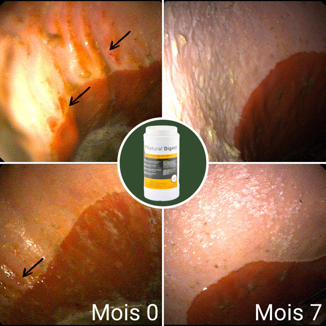 Natural’Digest Natural Innov – Complément Digestif Cheval pour Flore Intestinale et Récupération