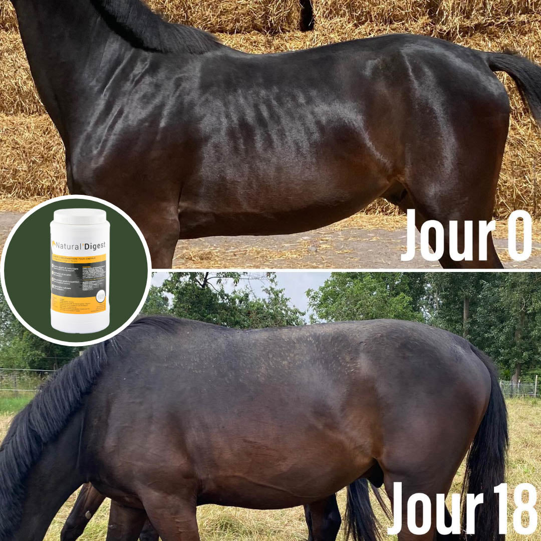 Natural’Digest Natural Innov – Complément Digestif Cheval pour Flore Intestinale et Récupération