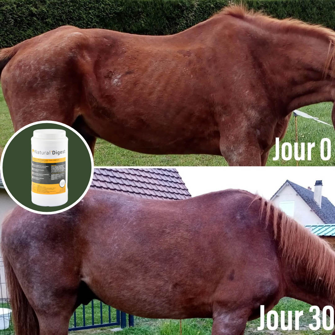Natural’Digest Natural Innov – Complément Digestif Cheval pour Flore Intestinale et Récupération