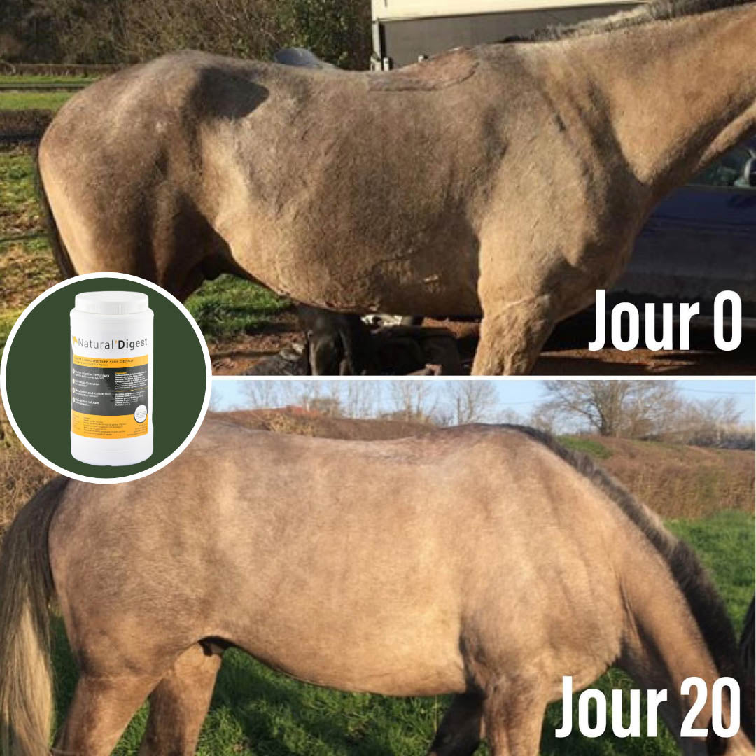 Natural’Digest Natural Innov – Complément Digestif Cheval pour Flore Intestinale et Récupération