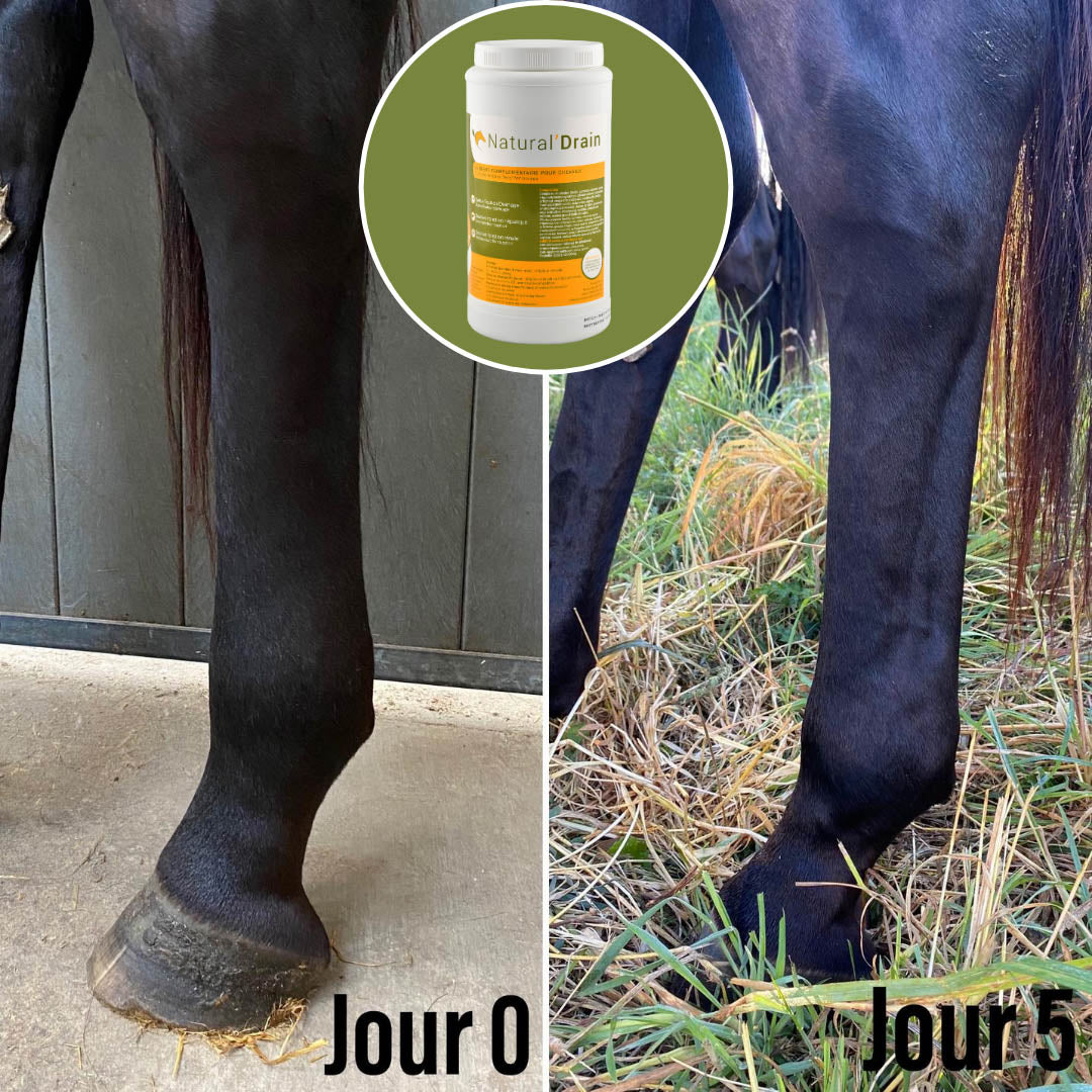 Natural'Drain Natural Innov – Complément Drainage Foie et Reins pour Chevaux
