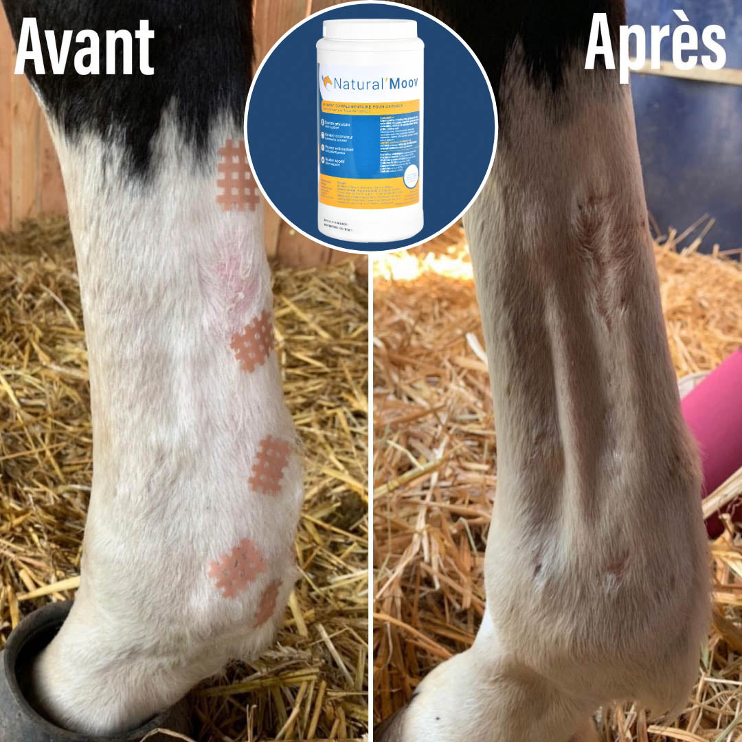 Natural'Moov Natural Innov – Complément Confort Articulaire en Granulés pour Chevaux