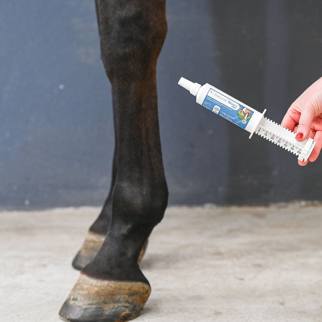 Natural’Moov FLASH Natural Innov – Complément Articulaire en Pâte pour Chevaux