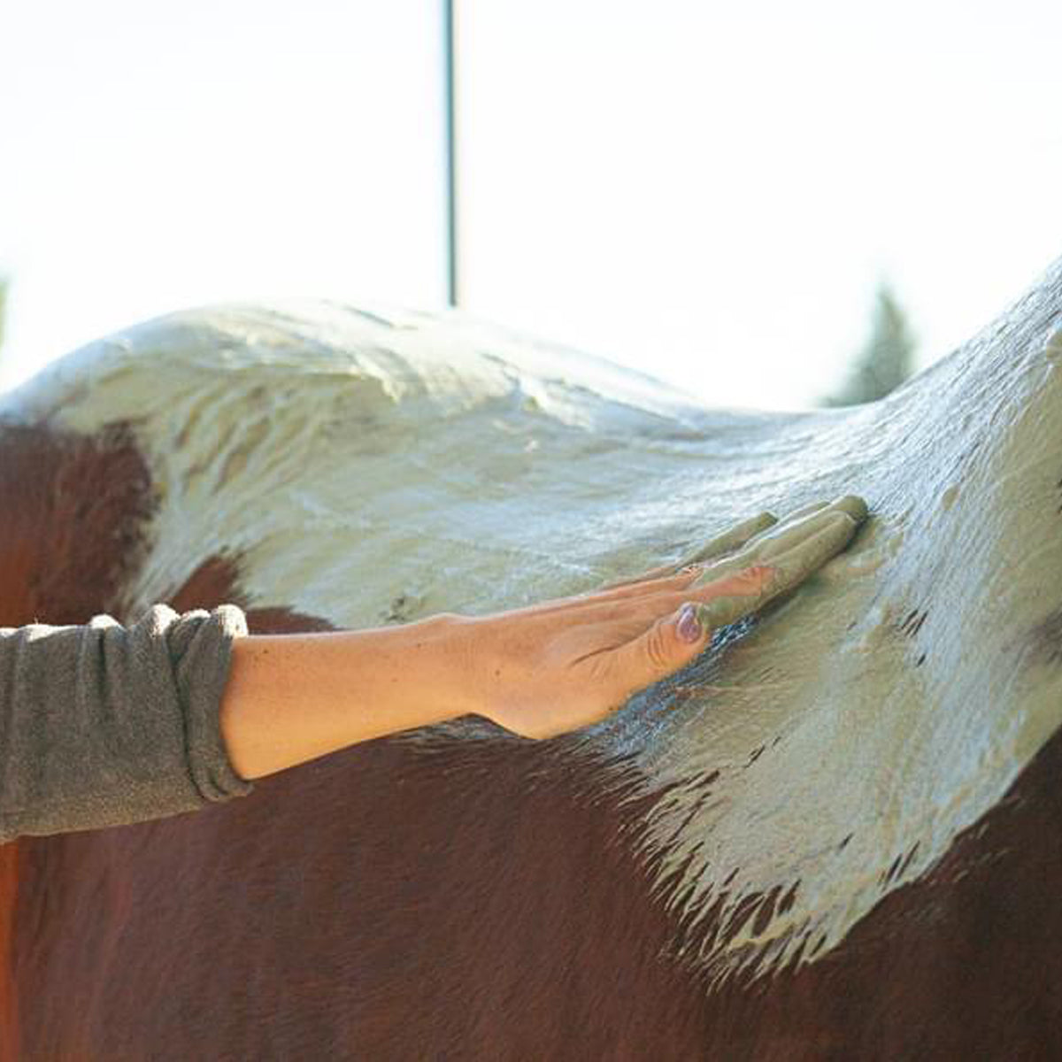 Poudre d’Algues – Soin Reminéralisant & Détox Cheval
