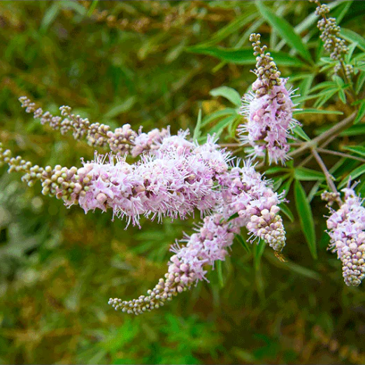 Vitex Agnus Castus – Teinture de gatillier pour l’équilibre hormonal des animaux - Hilton Herbs