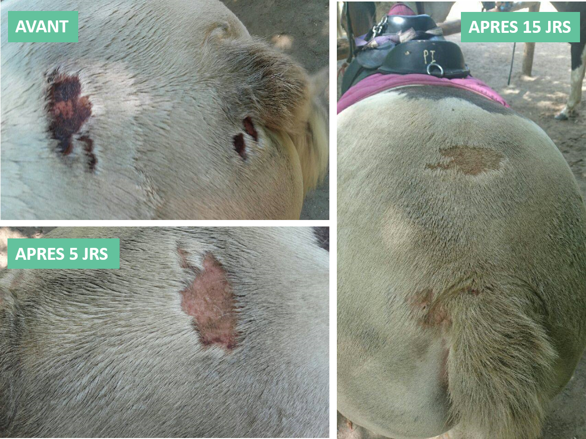 Baume Anti-Démangeaisons et Dermites EKIN – Apaise et Hydrate la Peau du Cheval