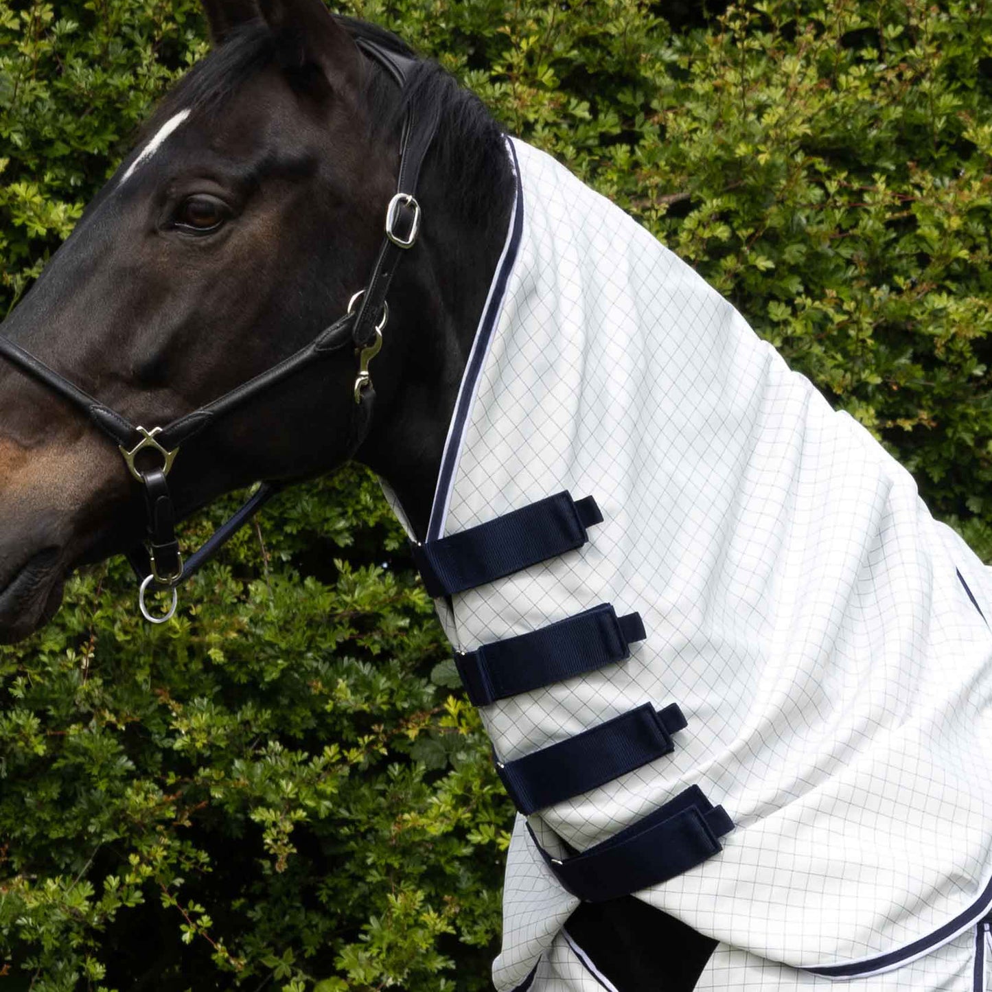 Chemise d’écurie coton Cotone Combo