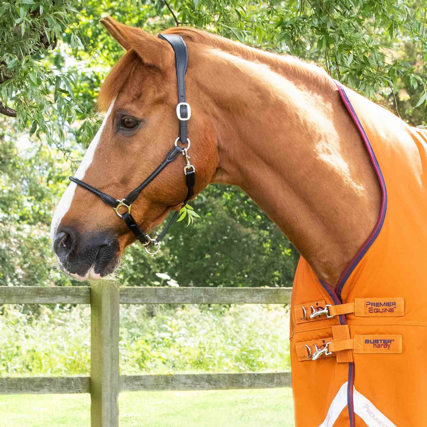 Couverture Cheval Buster Hardy 200g Demi-Cou – Chaude et Imperméable