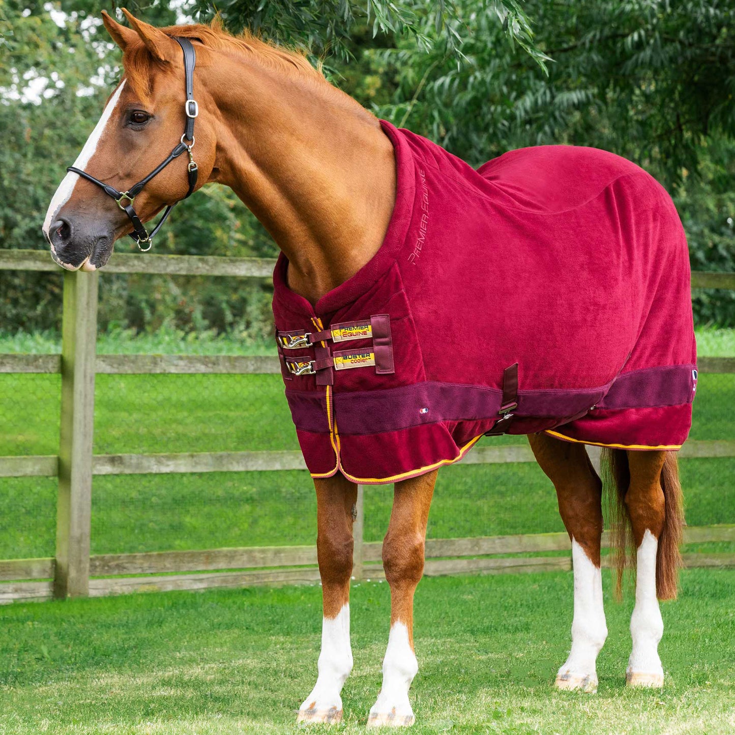Couverture Séchante Buster Continental Edition Premier Equine – Polaire anti-boulochage 280g pour cheval
