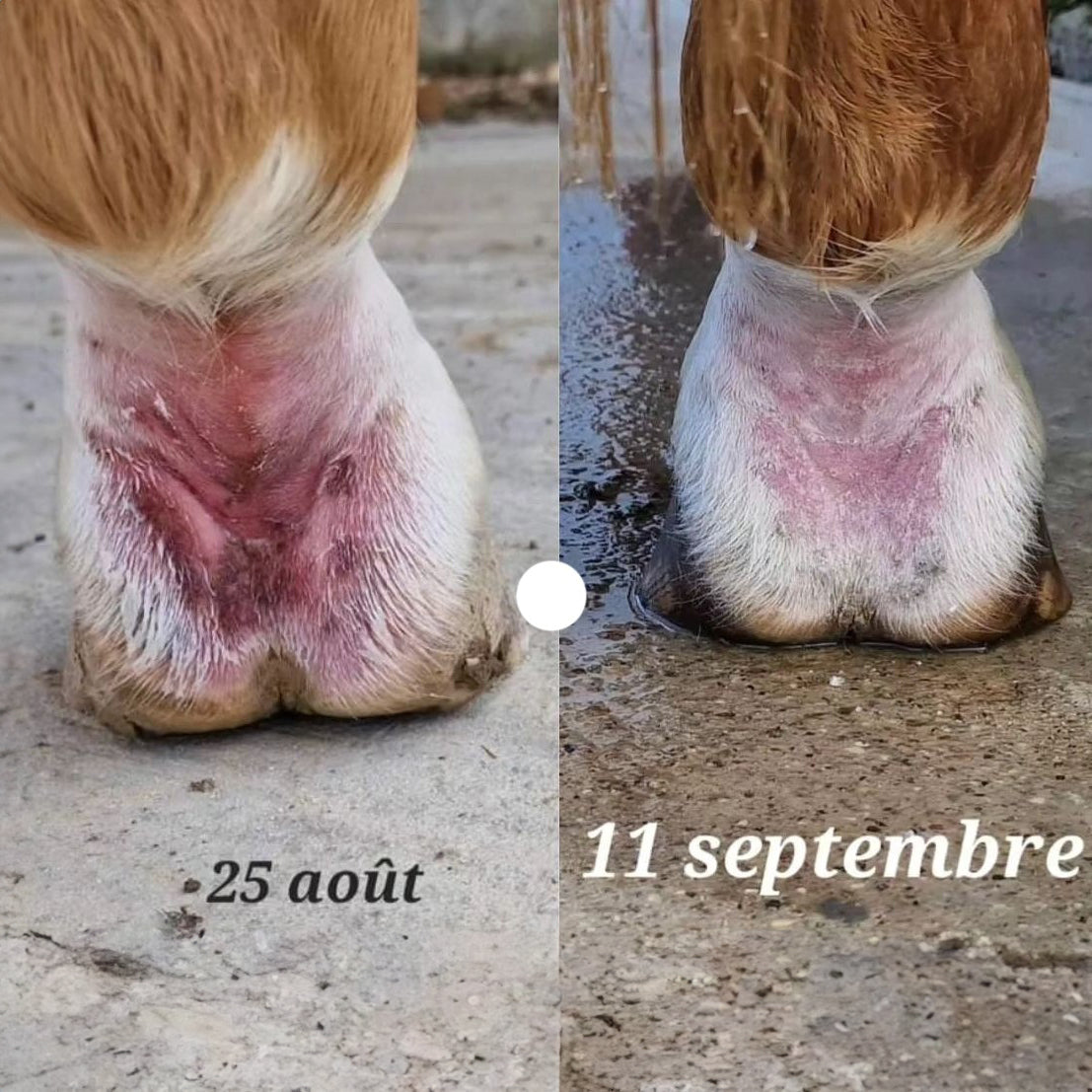 Onguent Ekin Anti-Crevasse & Gale de Boue