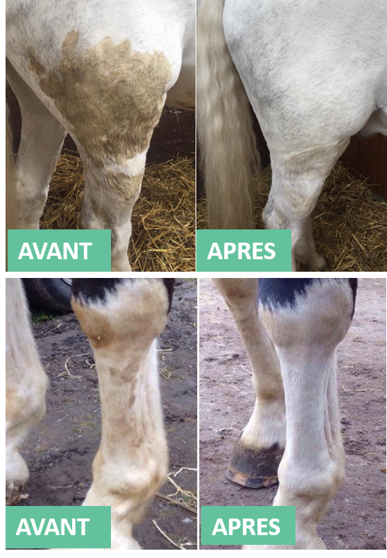 Détachant Robe et Crin EKIN – Élimine Taches & Blanchit Robes Grises