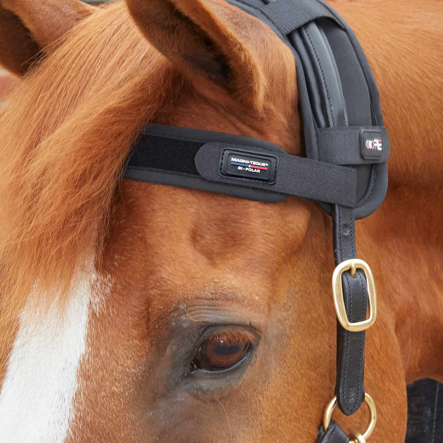Frontal Magnétique Premier Equine Magni-Teque – Réduction du Stress et Bien-Être Équin