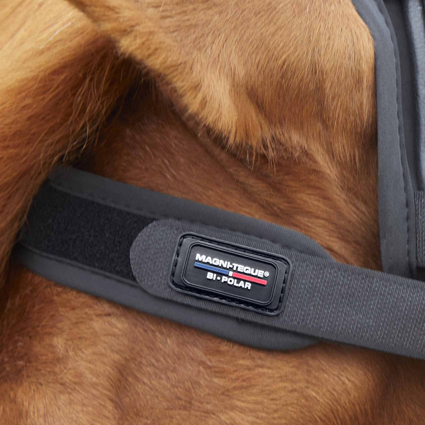 Frontal Magnétique Premier Equine Magni-Teque – Réduction du Stress et Bien-Être Équin