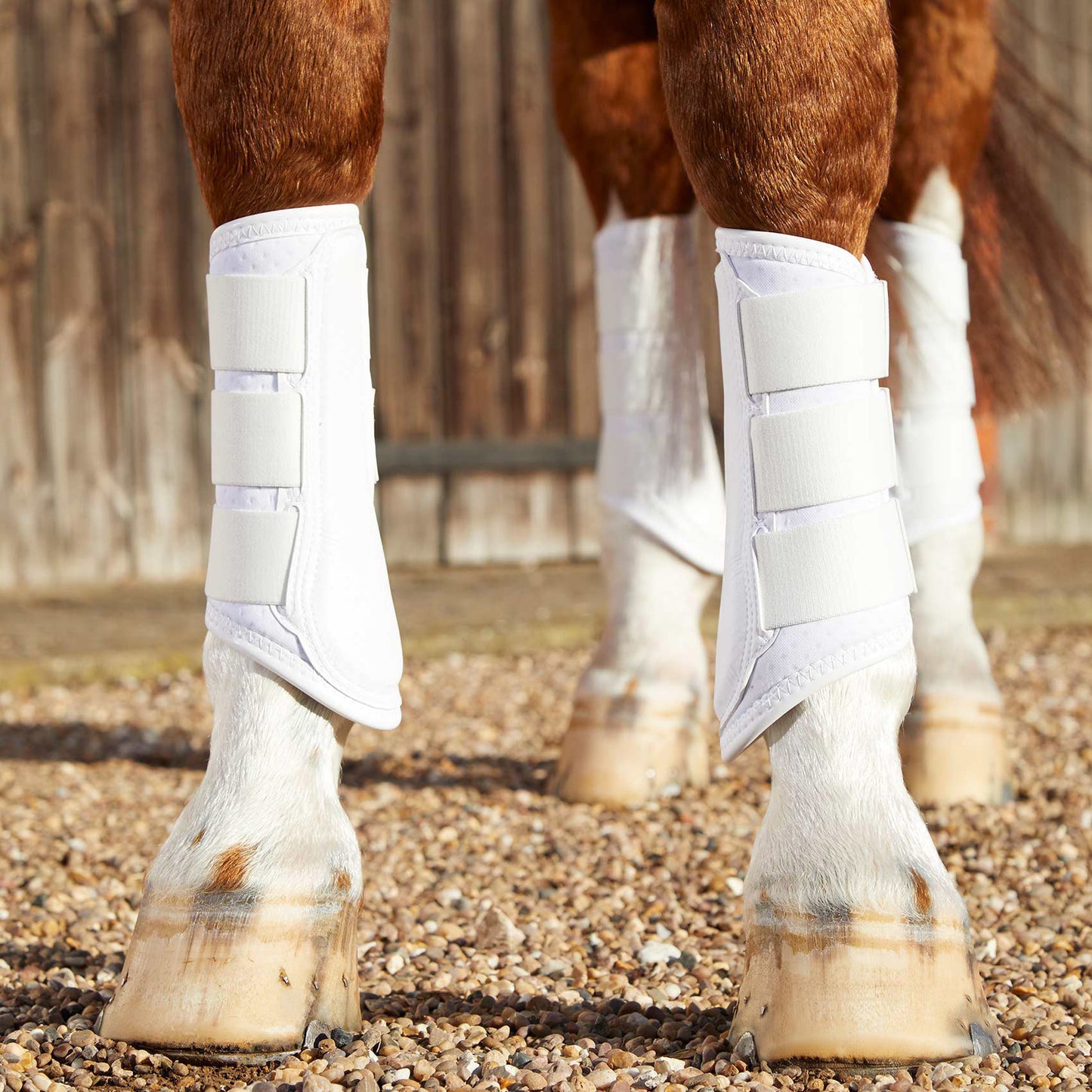 Guêtres de Dressage Premier Equine Carbon Air-Tech – Protection Ventilée à Fermeture Simple