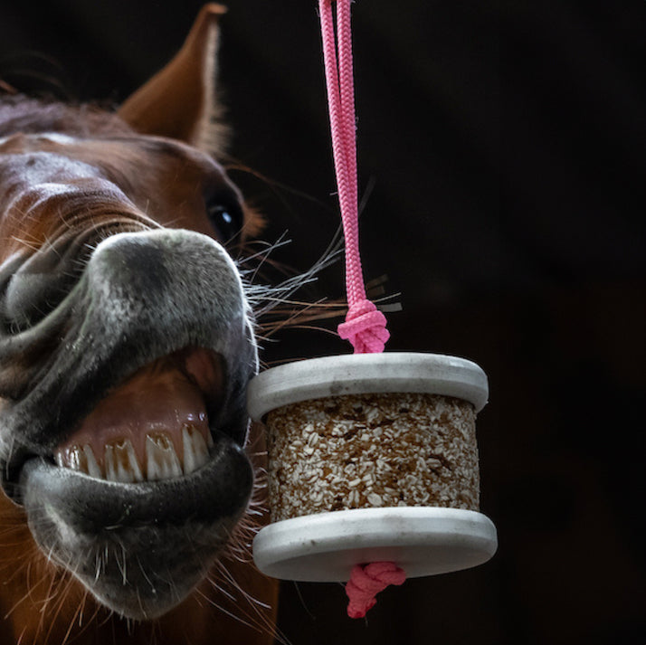 Happy Wild Detox Carottes Pissenlit Bio – Happy Crackers – Jouet Friandise Cheval Détoxifiant