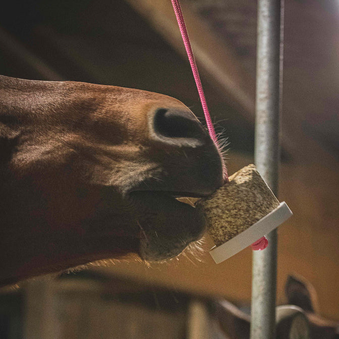 Happy Wild Respi Menthe Romarin Bio – Happy Crackers – Jouet Friandise Cheval Respiration