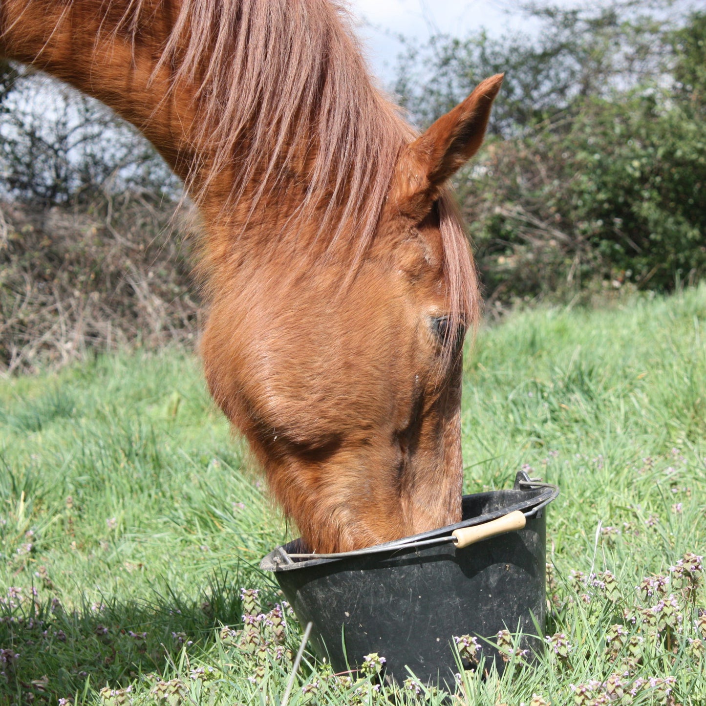 Form’EKIN Complément Naturel pour Chevaux – Santé Intestinale & Qualité du Poil