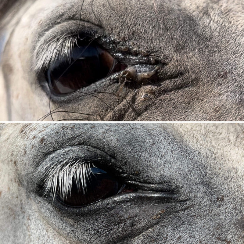 Lotion Nettoyante Naturelle Cheval - Yeux, Oreilles, Naseaux | Nellumbo