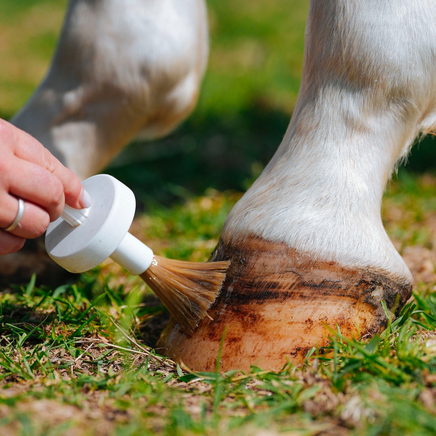 Natural’Hoof – Huile pour sabots du cheval – Natural Innov