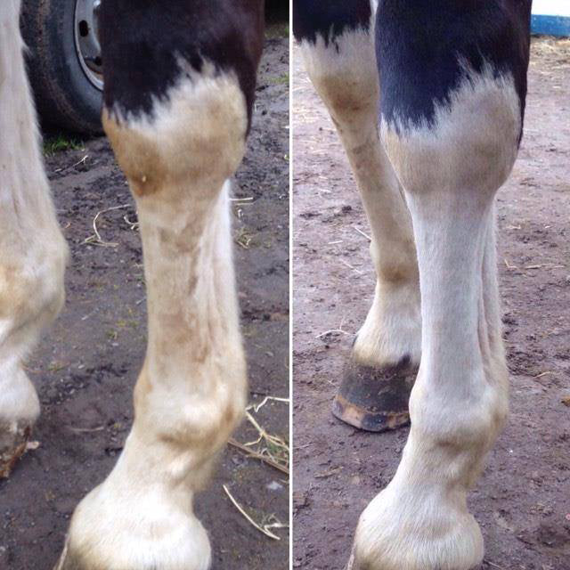 Détachant Robe et Crin EKIN – Élimine Taches & Blanchit Robes Grises