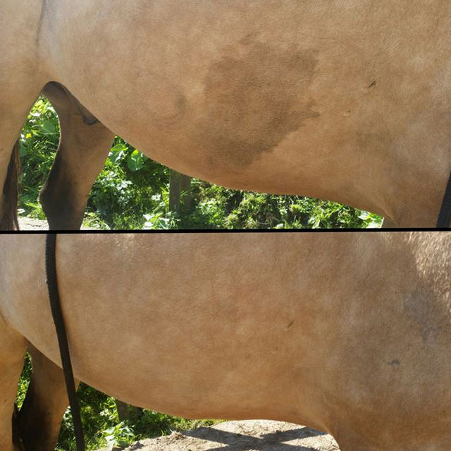 Détachant Robe et Crin EKIN – Élimine Taches & Blanchit Robes Grises