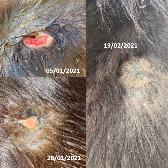 Baume Réparateur Cutané EKIN – Assainit & Répare la Peau du Cheval