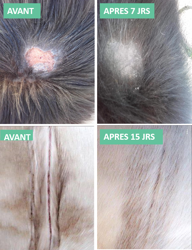 Spray Réparateur Cutané EKIN – Assainit & Répare la Peau du Cheval