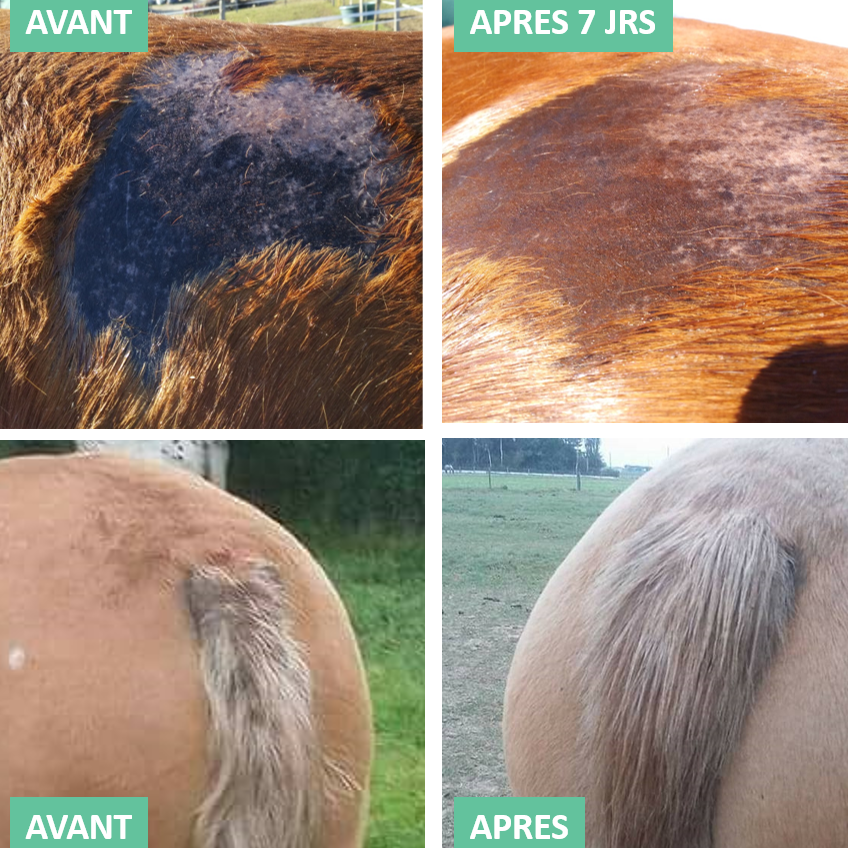 Repousse du Poil EKIN – Accélère la Repousse & Répare les Zones de Frottement