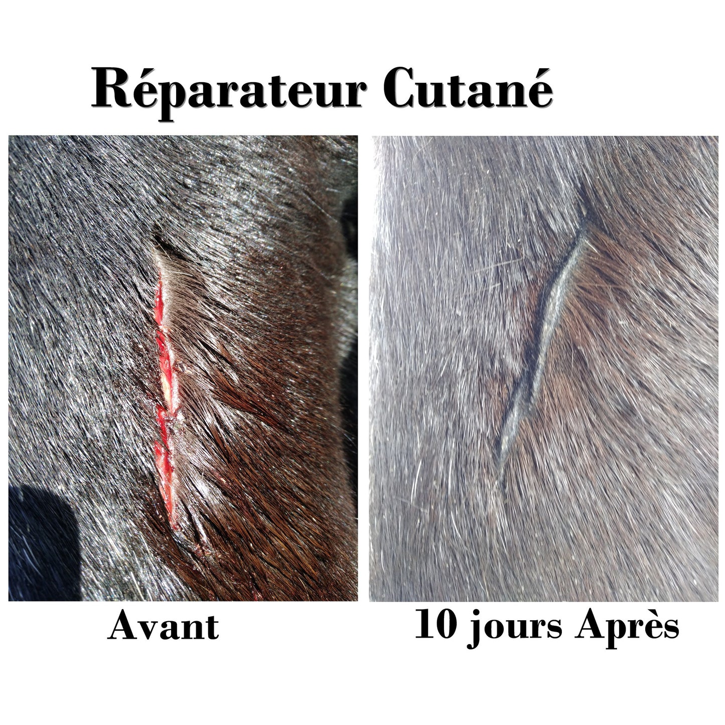 Spray Réparateur Cutané EKIN – Assainit & Répare la Peau du Cheval