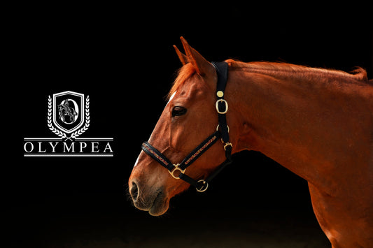 Olympea Equestrian rejoint Petit Trot
