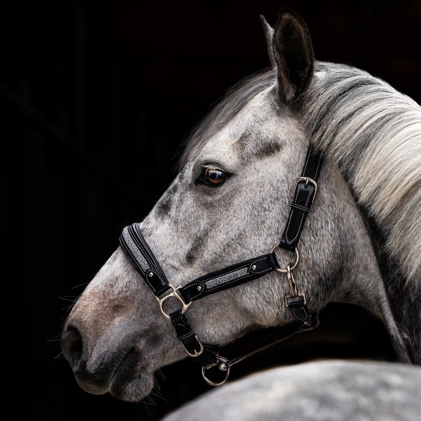 Licol cuir Epona - Olympea