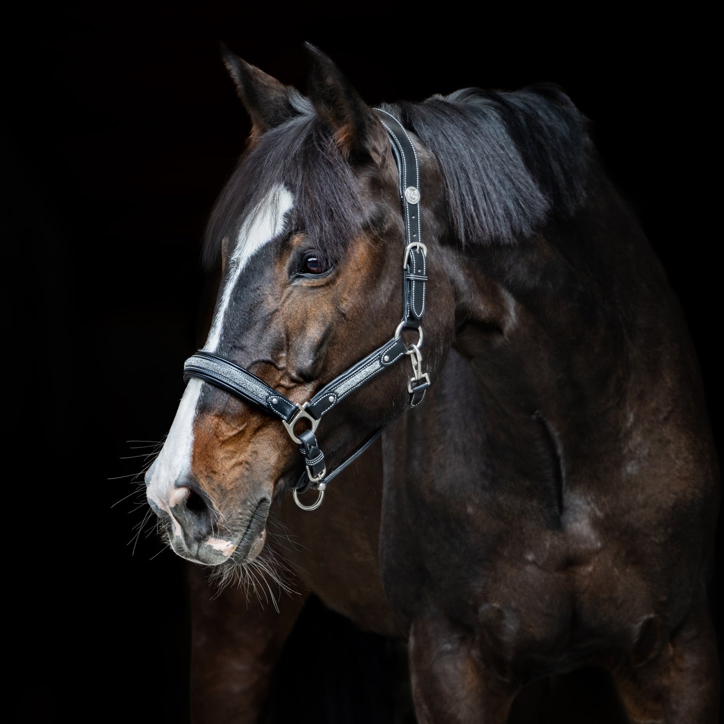 Licol cuir Epona - Olympea
